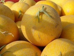 黄河蜜瓜市场价格多少钱一斤,黄河蜜瓜产地在哪