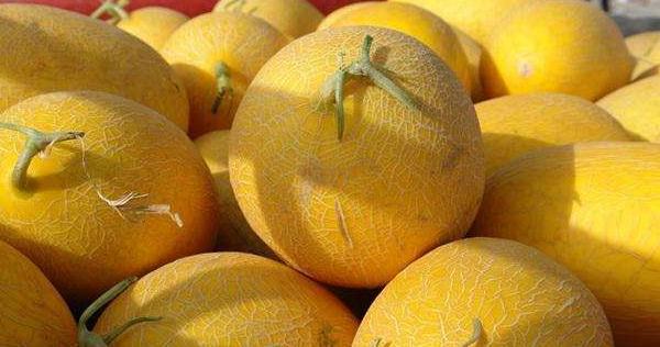 黄河蜜瓜市场价格多少钱一斤 黄河蜜瓜产地在哪里