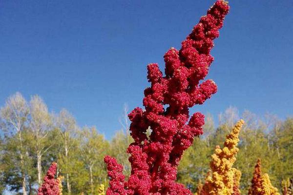 藜麦种植条件（对土地的要求） 中国适合藜麦种植地方有哪些