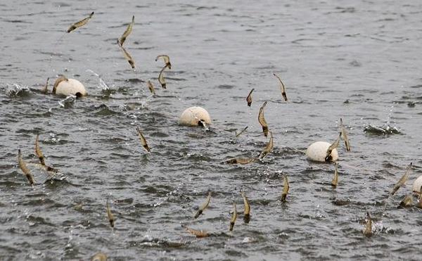 淡水养虾的基本知识 养虾实用技术