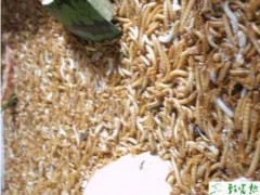 室外简易蝇蛆养殖技术