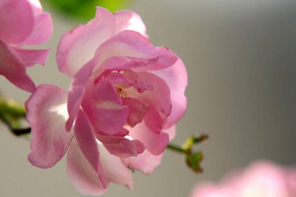 蔷薇的种植方法和季节