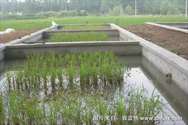 怎样养黄鳝?