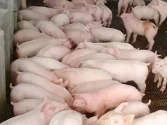 断奶后的猪饲养步骤