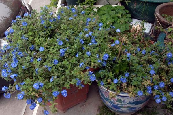 蓝星花怎么种 蓝星花种植方法与注意事项