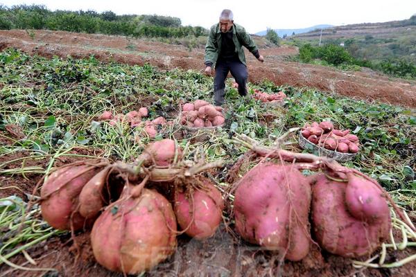 2018种红薯赚钱吗？红薯种植的利润与投资成本及前景预测