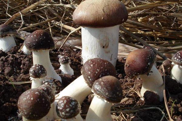 大球盖菇菌种配方 大球盖菇菌种制作周期是多久