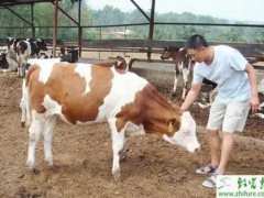 冬季喂好牛从“七巧”开始