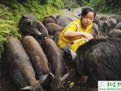 养殖野猪影响野猪繁殖性能的几种微量元素