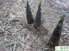 竹笋的肥水管理和栽培方法