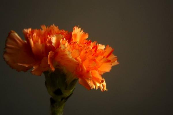 康乃馨扦插繁殖方法 康乃馨怎么浇水