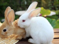 如何养家兔,家兔养殖技术,家养兔子的注意事项