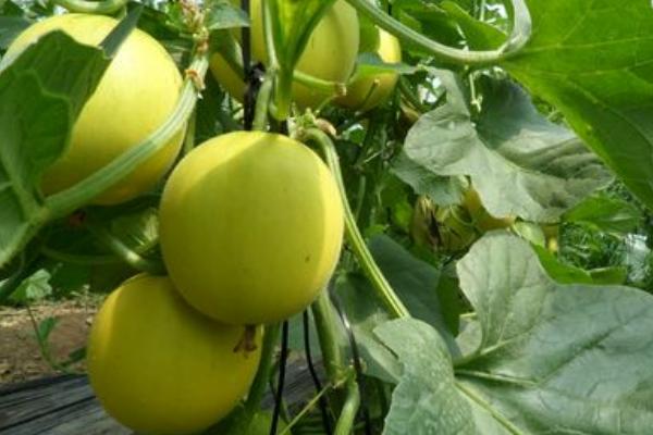 2018种香瓜赚钱吗？香瓜种植的利润与投资成本及前景预测
