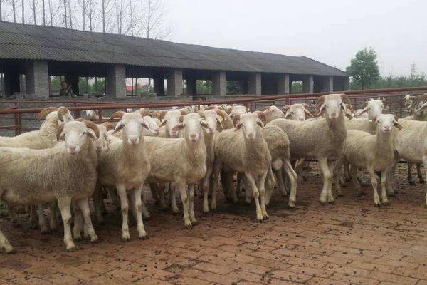 2018养肉羊赚钱吗？肉羊养殖的利润与投资成本及前景预测