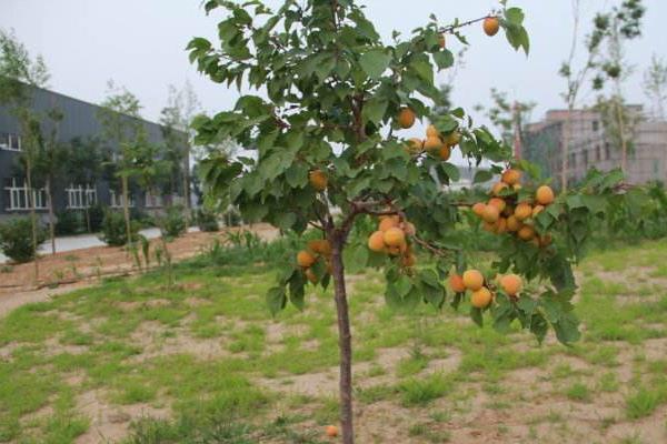 杏树种子怎么种 杏树嫁接时间和方法