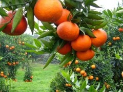 橘子树怎么种,橘子种植方法与注意事项