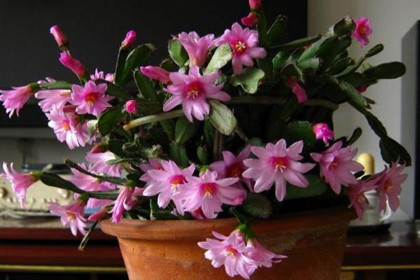 落花之舞图片大全(含开花) 落花之舞特点与简介