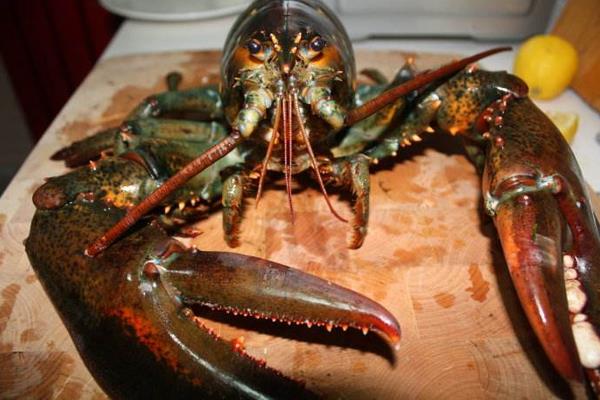 油焖大虾怎么做好吃又简单 正宗潜江油焖大虾做法