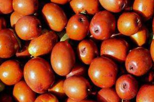 金丝小枣市场价格多少钱一斤 金丝小枣几月成熟上市销售