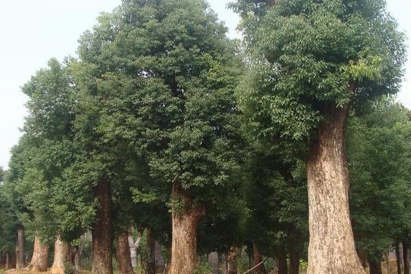 香樟树苗市场价格多少钱一棵 香樟树苗种植技术