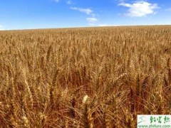 种小麦后期注意防干热风