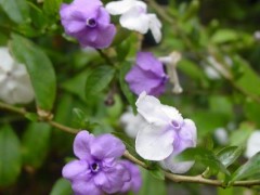 双色茉莉怎么繁殖（扦插）,双色茉莉怎么修剪