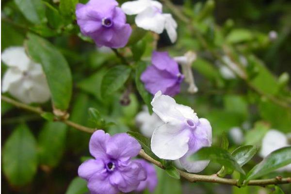 双色茉莉怎么繁殖（扦插） 双色茉莉怎么修剪