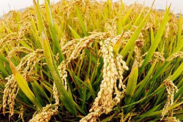 水稻的品种大全 水稻分蘖期多长时间