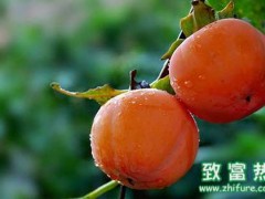 肠胃不好时哪几种水果不适宜食用