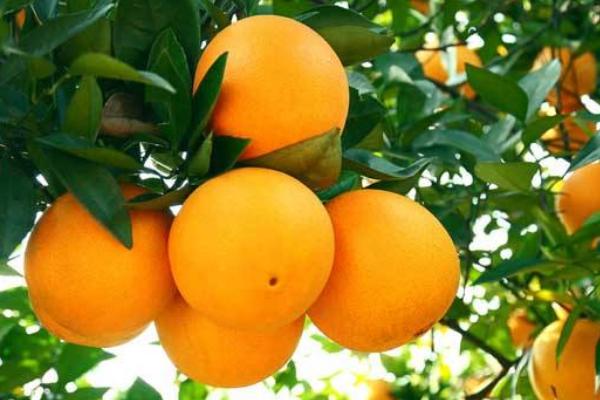柑橘保花保果的措施有哪些