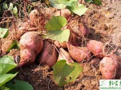双季红薯的栽培经验