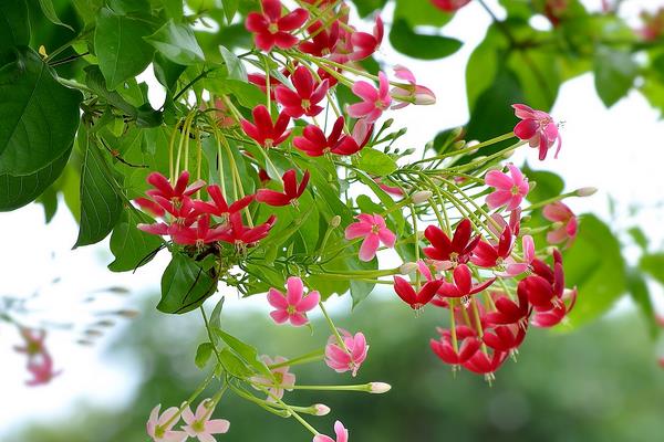 使君子什么时候开花（几月） 使君子花语及寓意