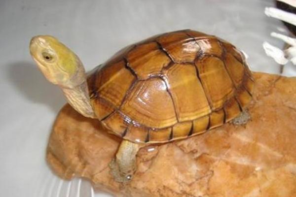黄喉拟水龟市场价格多少钱一只 黄喉拟水龟能长多大