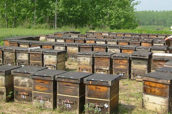 密蜂养殖技术