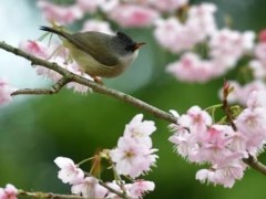 樱花病虫害症状与防治