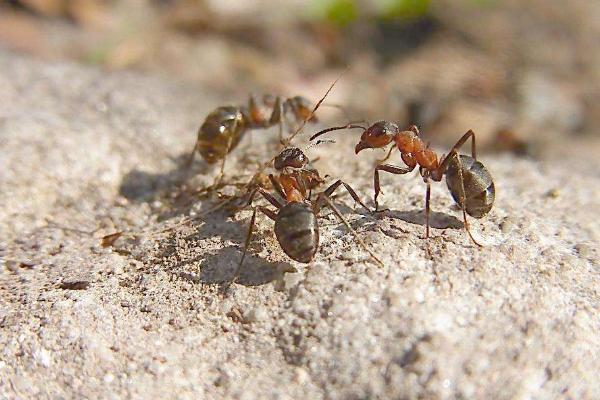 蚂蚁的种类及分工 蚂蚁是怎么传递信息的