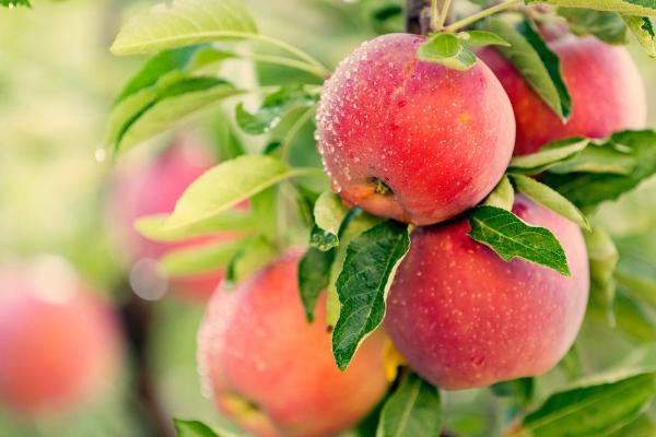 红富士苹果功效与作用 红富士苹果营养价值