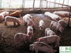 养猪猪瘟的无公害防疫技术