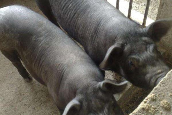 太湖母猪市场价格多少钱一斤 怎样挑选品种好的太湖母猪