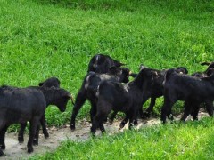 ,如何养殖黑山羊,黑山羊养殖技术与注意事项