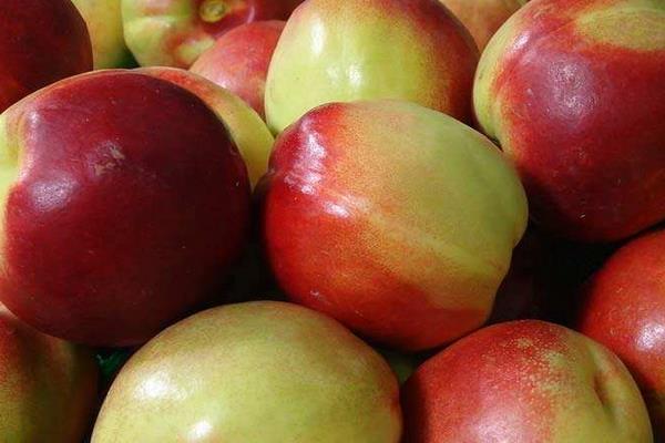 油桃市场价格多少钱一斤 油桃不能和什么一起吃