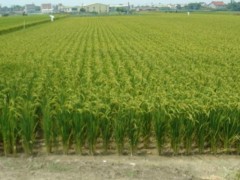 种薏米一亩多少种子,薏米种子什么时候种