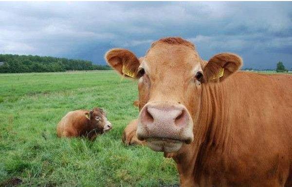 黄牛养殖技术与注意事项 黄牛配种繁殖技术