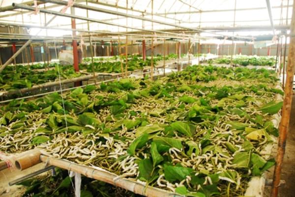 桑树种植和养蚕技术