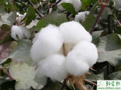 如何正确使用乙烯利催熟棉花