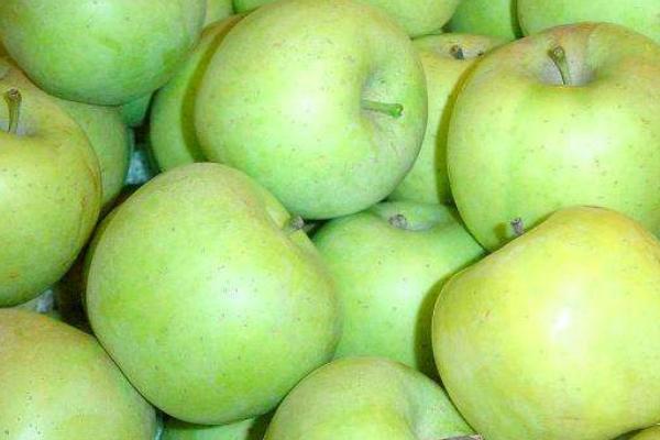 印度苹果市场价格多少钱一斤 印度青苹果有什么特点