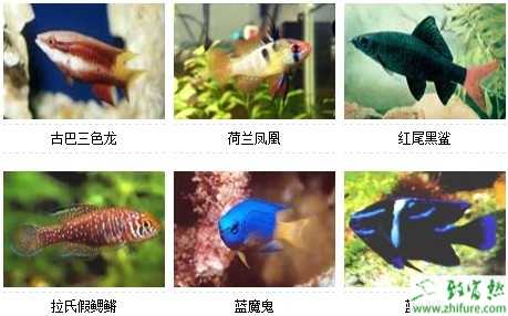 观赏鱼的种类图片和名字大全(爱好者吐血整理)