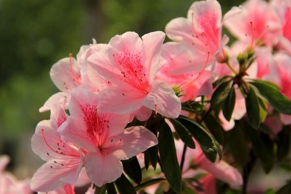 杜鹃花图片大全 杜鹃花花语及寓意