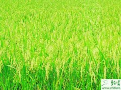 种水稻薄膜育秧需注意三个关键期