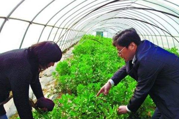 蚕豆什么时候种 大棚蚕豆种植技术